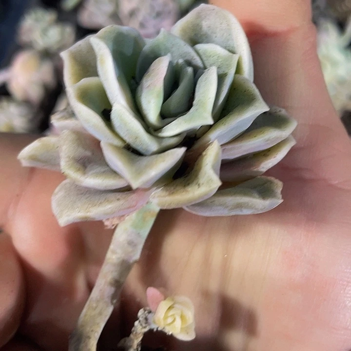 小可爱玫瑰1元带土发