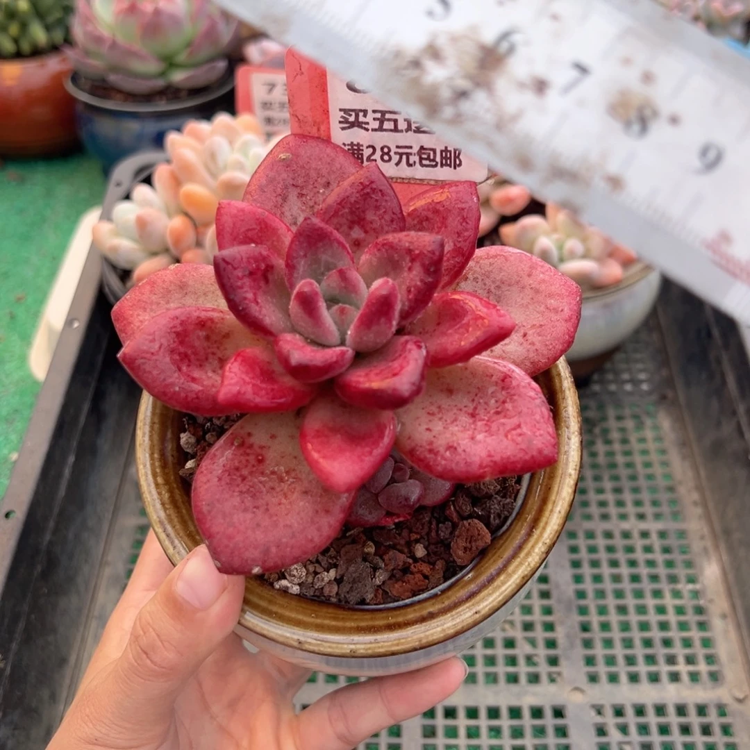 表妹精品多肉植物820.