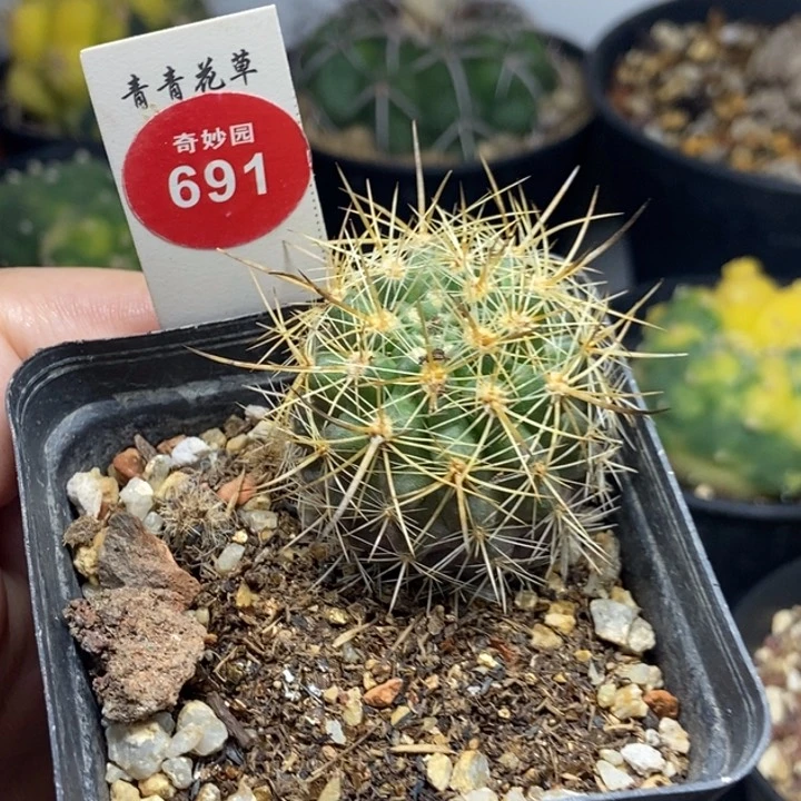实生狂刺逆龙丸一颗，