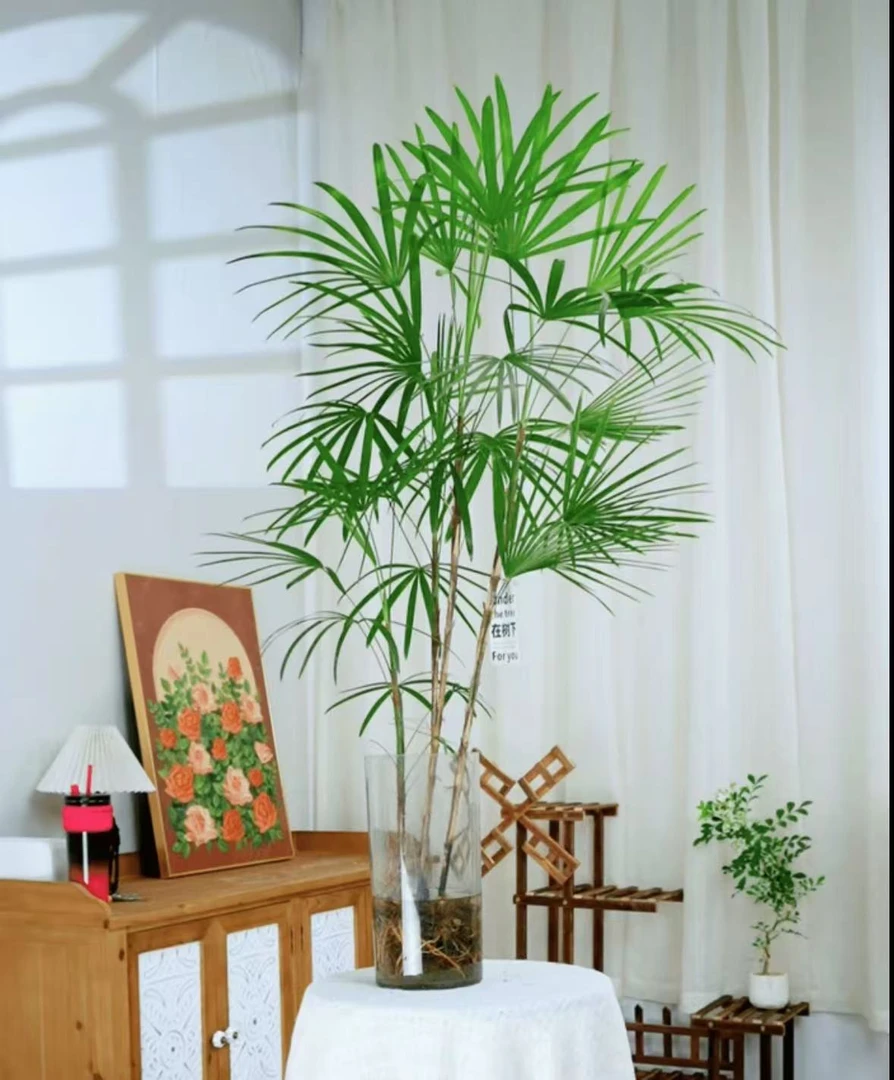 【水培棕竹】水养客厅带根盆栽土招财大宽叶棕竹粗竹加粗