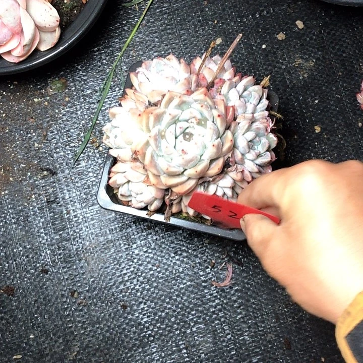 糖***呀52/////////////