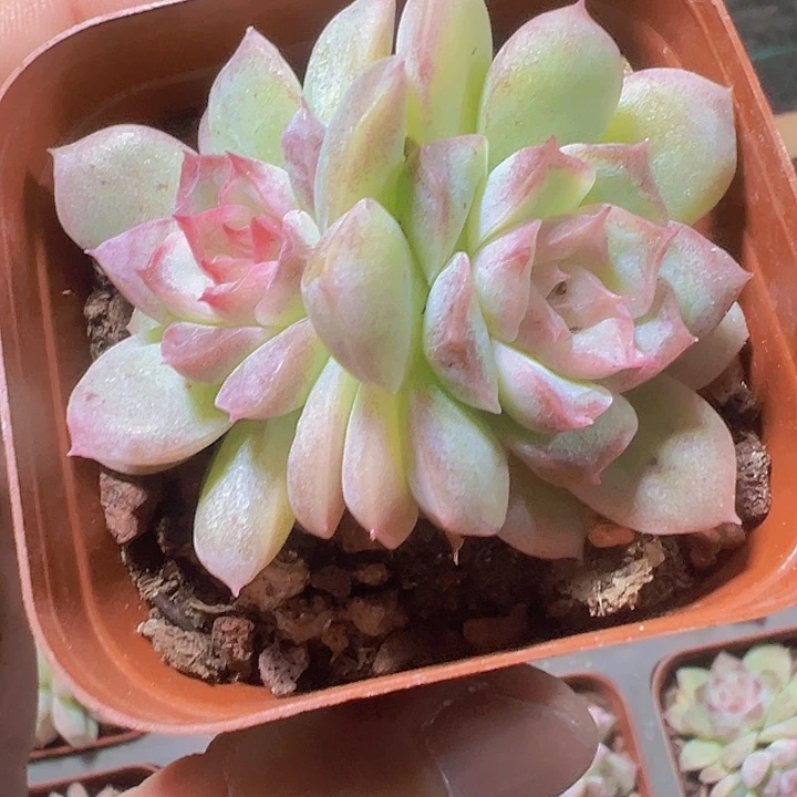 颜如玉精品多肉植物大战