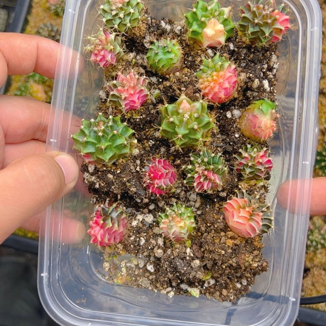 当前无花栽培后可以开花344