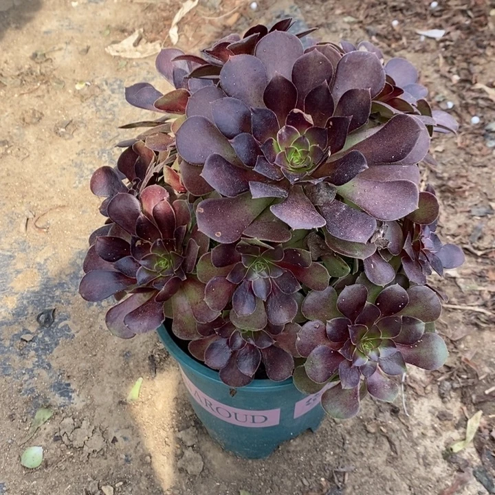 荷兰玫瑰多肉植物3