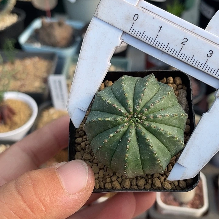 201泰系布纹球仙人球