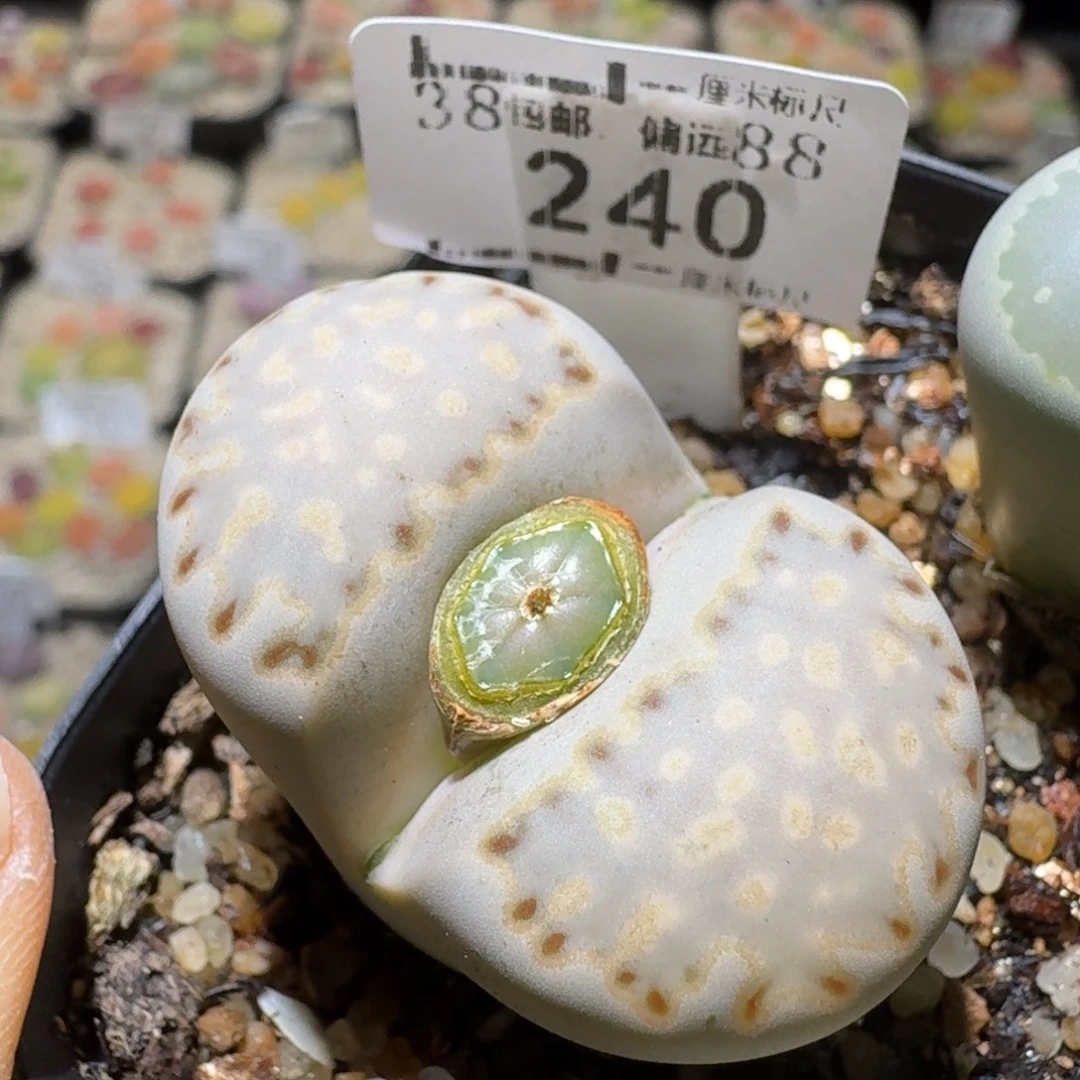 Sssss清仓便宜了240卡3.5