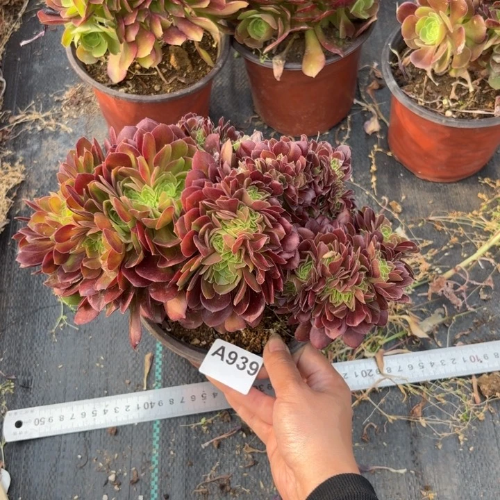 玫瑰缀化多肉植物不包损939