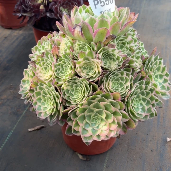 多肉植物 556,海王,,