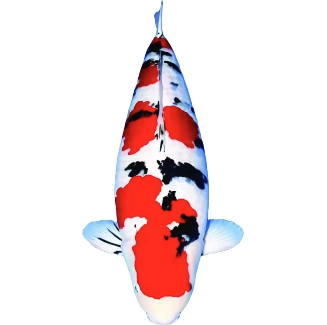 包活不包邮血统进口观赏鱼甄选锦鲤