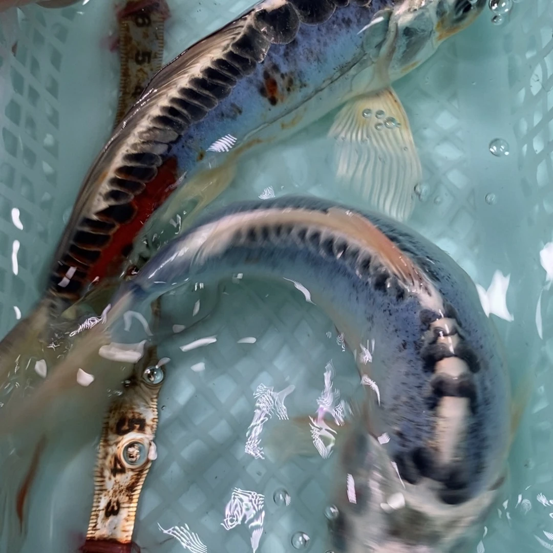 锦鲤冷水锦鲤包邮