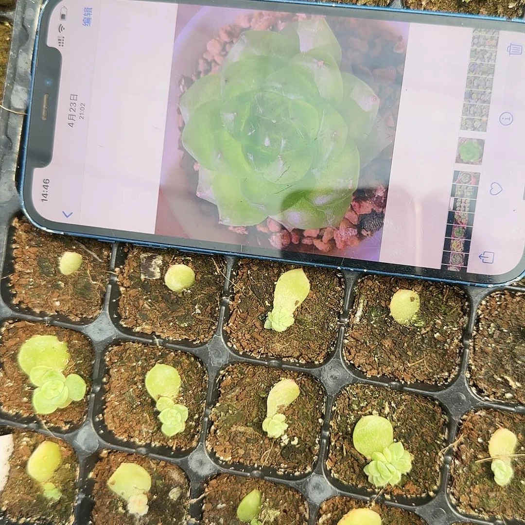 绿珍妮T16 芝麻穴一个满25包邮