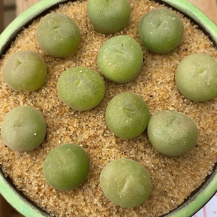 3160孔卡佛一组。