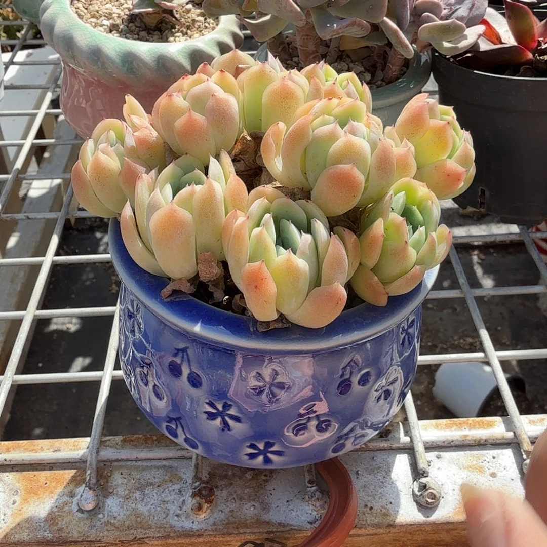 贝瑞待盆多肉植物精品