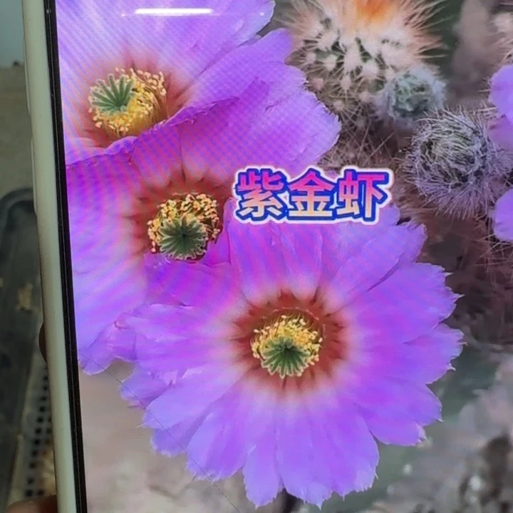 32紫金虾切口大歪3公分左右无根侧牙，20包邮