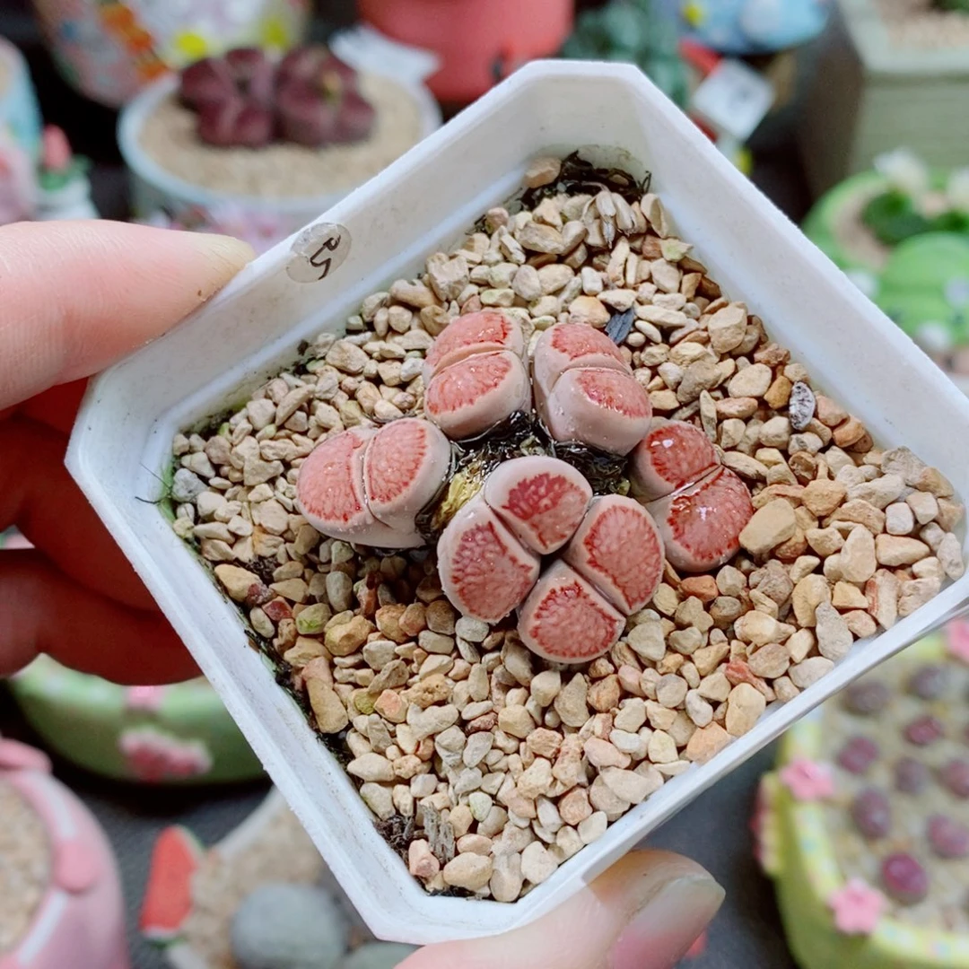 Z***z生石花花花花花花272