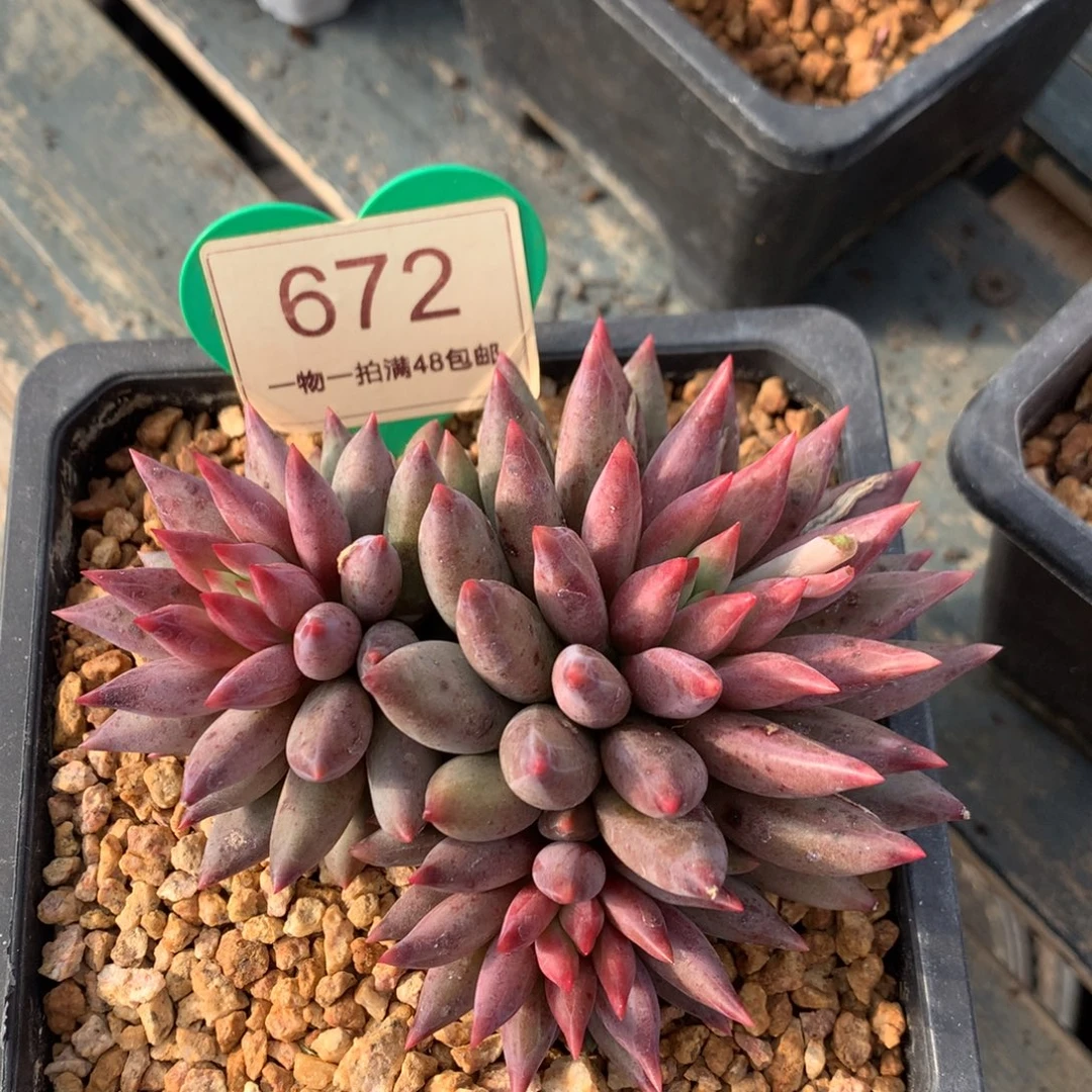 虞美人羽毛纹彩体672