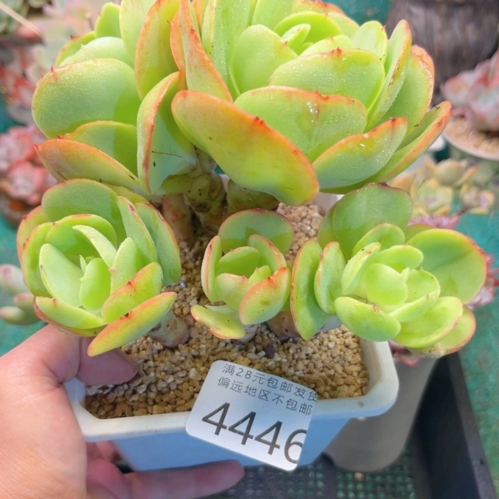 大4446；bxvcnvnvnbbj