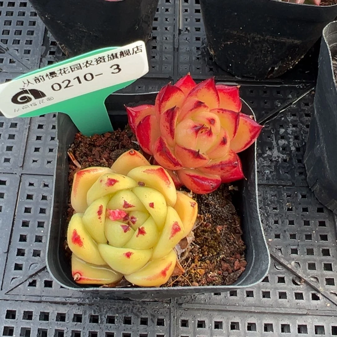 从前慢多肉精选编号0210.3