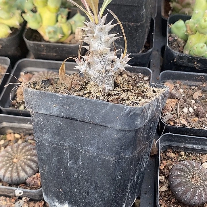 实生象牙宫，一物一拍带盆