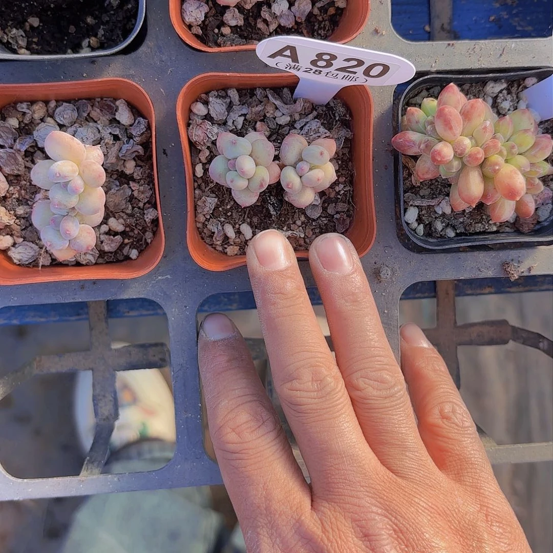 A820萤火虫一物一拍