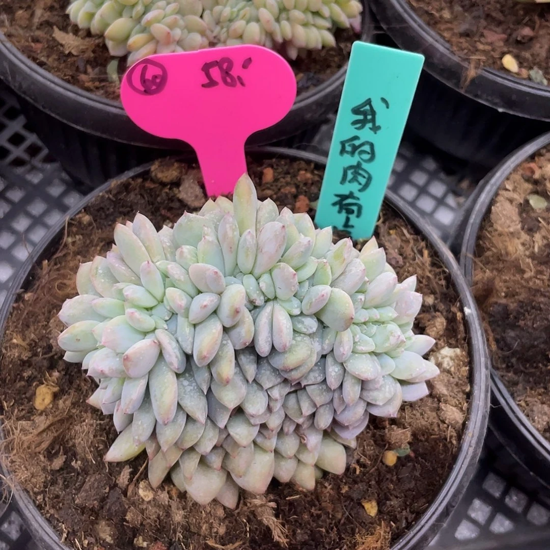 我***多多肉，星影缀，默认底切