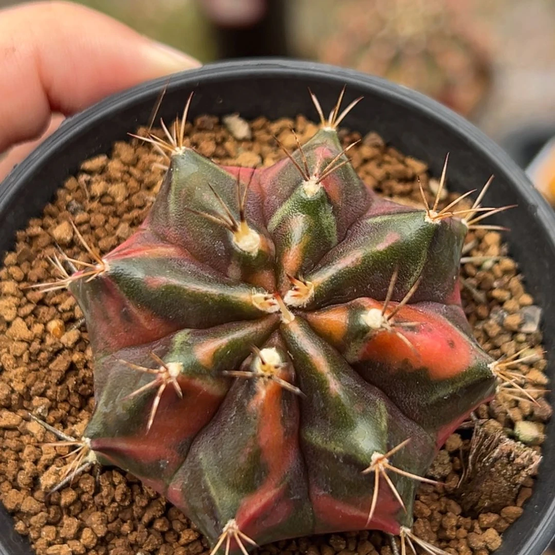 泰系侧芽米哈锦带盆发