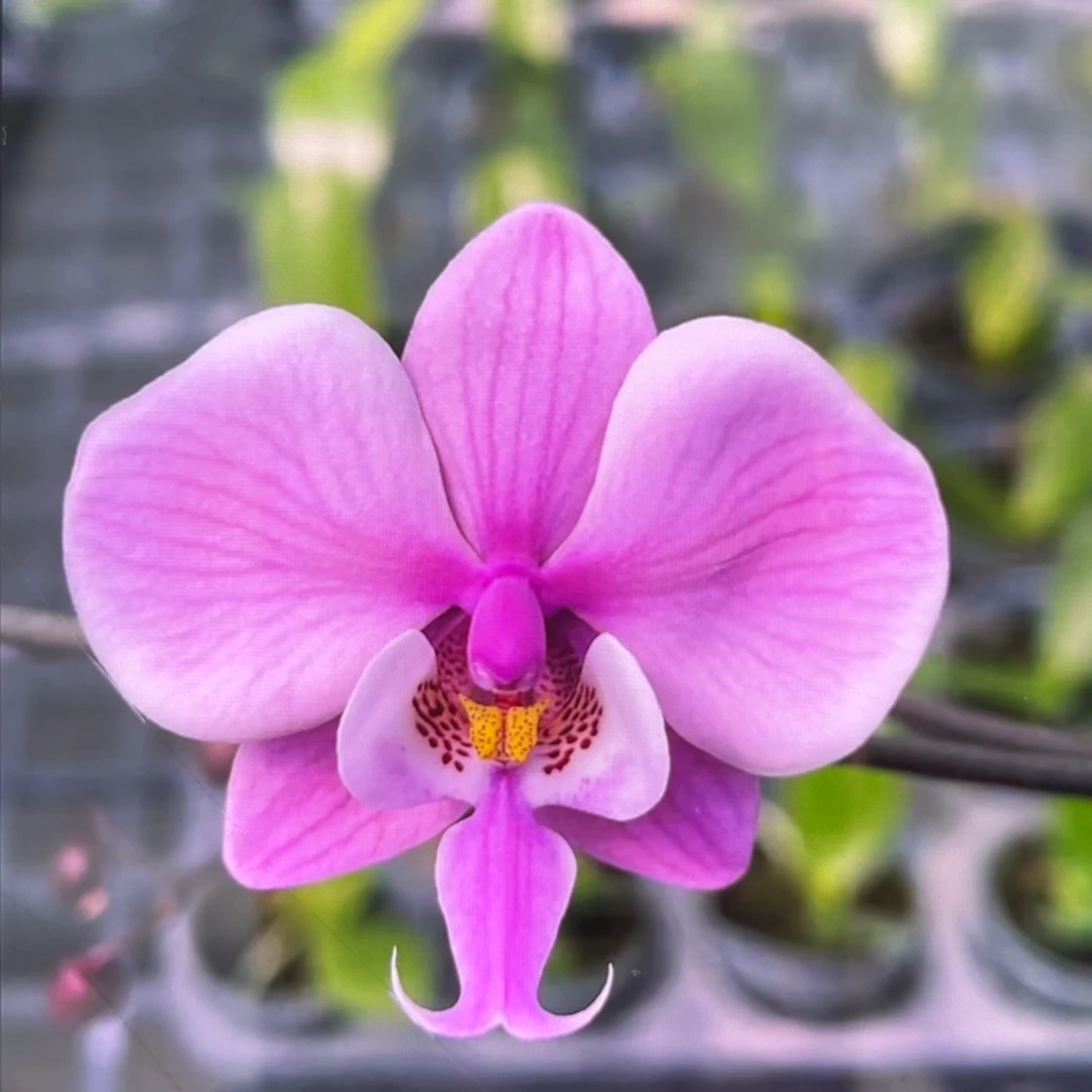 无花朵3.5寸银叶脉纹分生苗