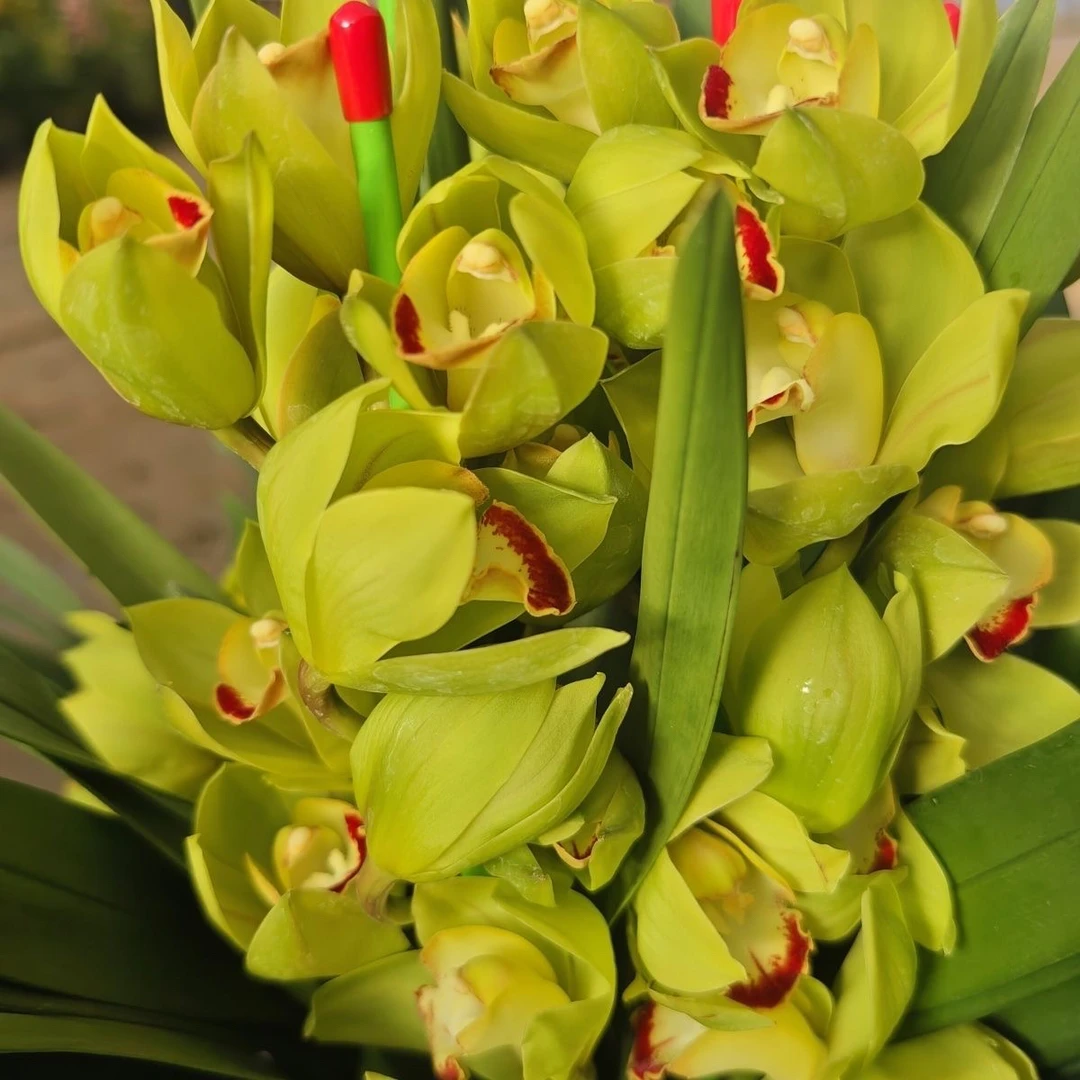 [年宵花]往日回忆大花惠兰室内高档盆栽花期长易养护