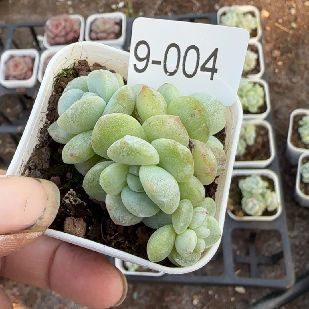 ****佐多肉小卡拉米糖心一物一拍