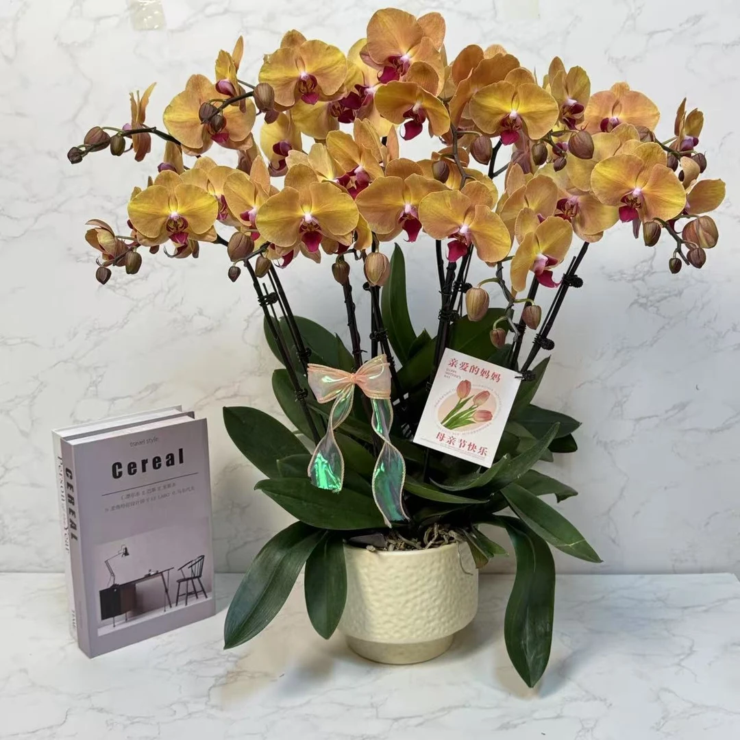 多彩优选（芳美金钻）欧品大花金黄色稀有蝴蝶兰鲜花室内送礼高端