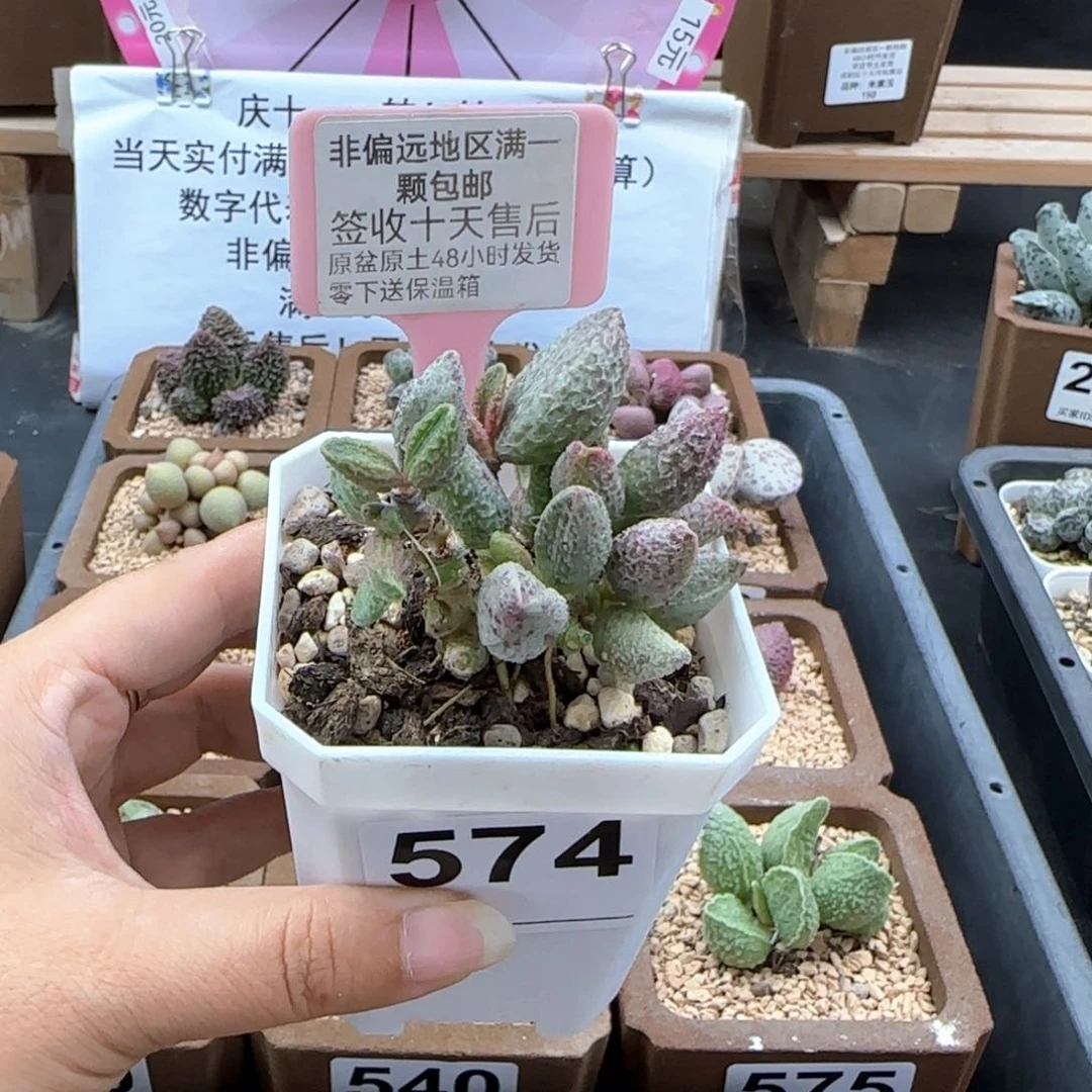 石**泉574七彩仙女多肉植物