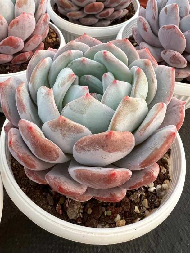 大梦露肉植物新手好养18包邮