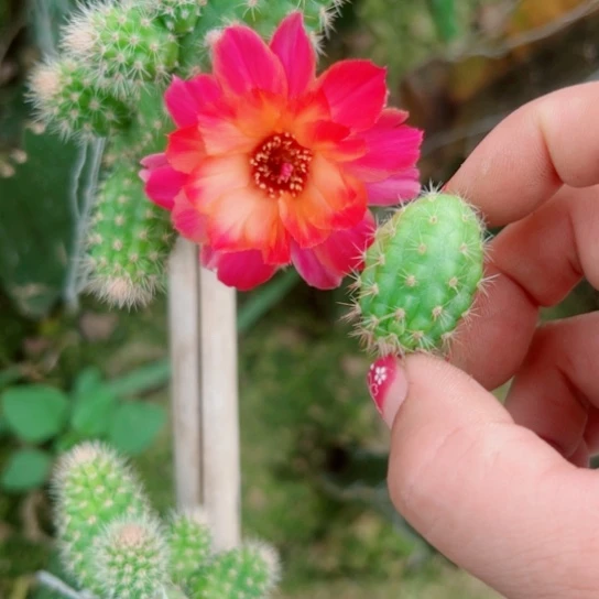 40白檀370歪无根侧芽2一3公分左右