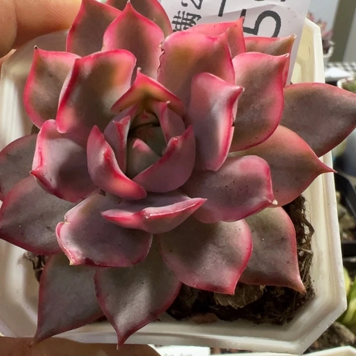 宝莲灯锦多肉植物595