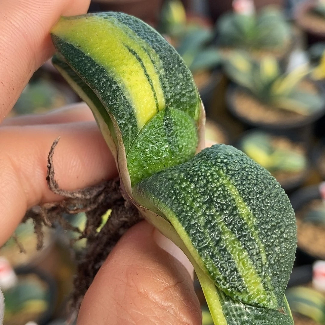 235卧牛实生锦带盆发货