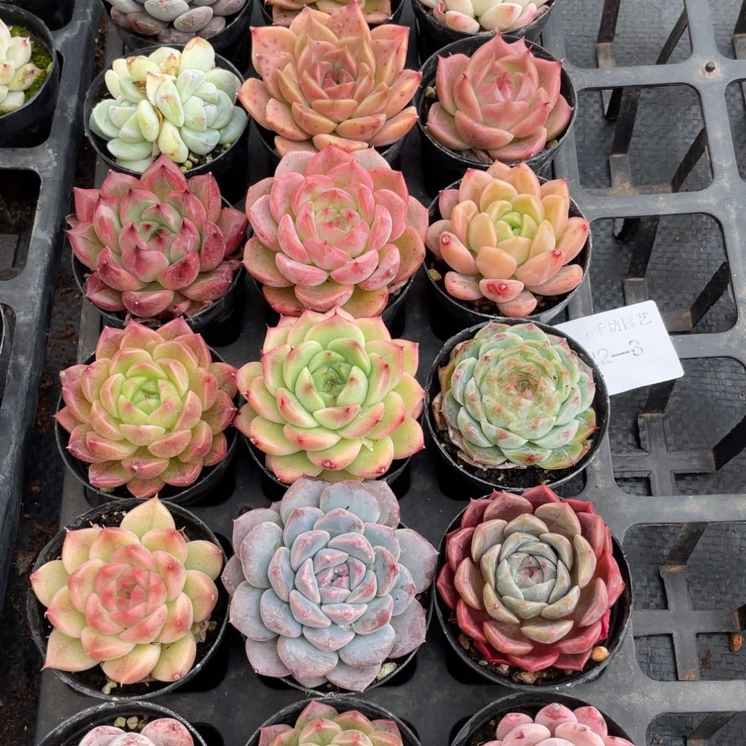 一物一拍18颗22-3