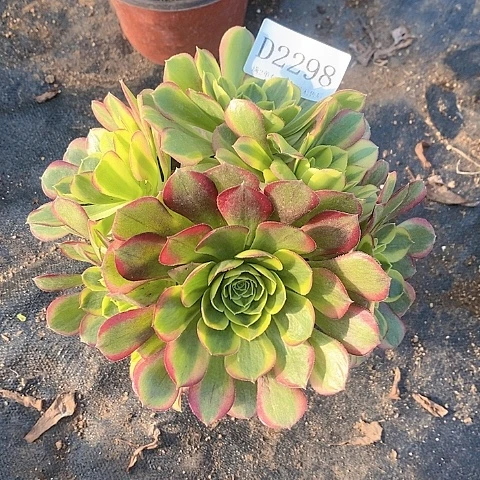 2298奶白多肉小绣球