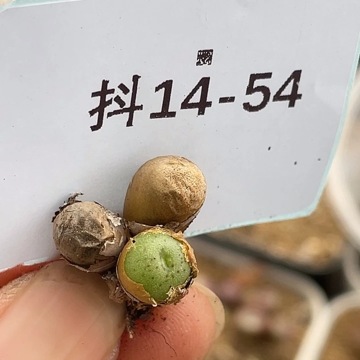 14-54皮姆多肉植物