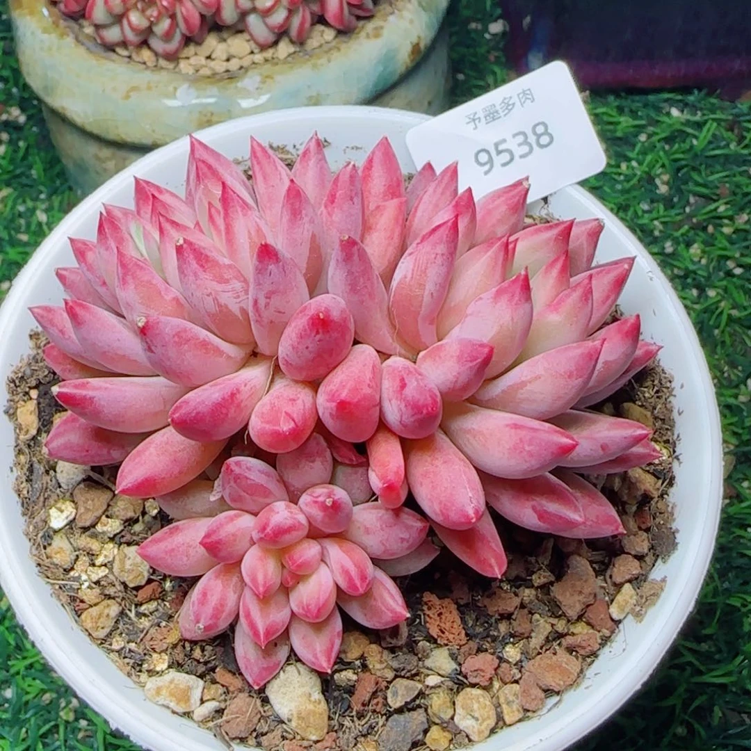 虞美人，9538多肉植物