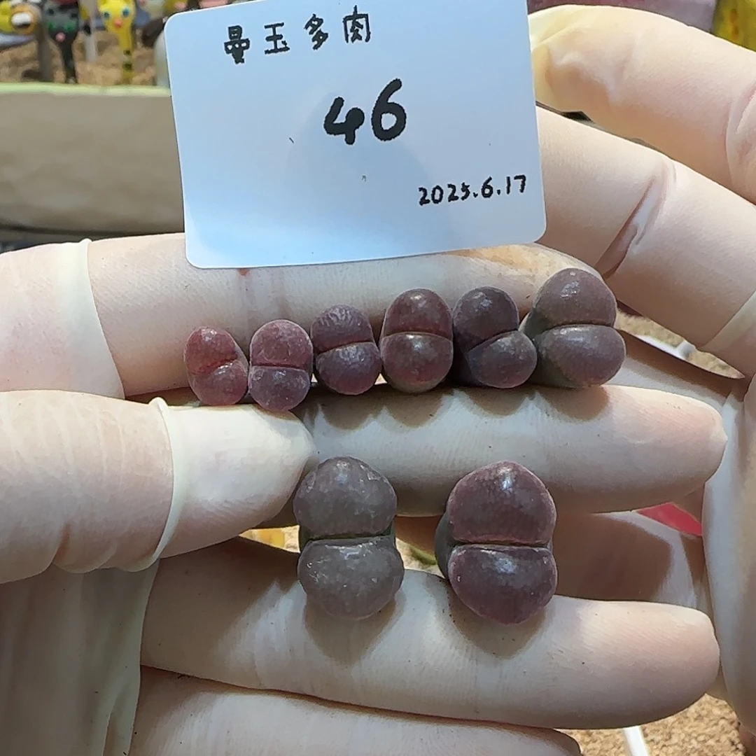 呼***呼多肉多肉多肉6.17-046呼呼