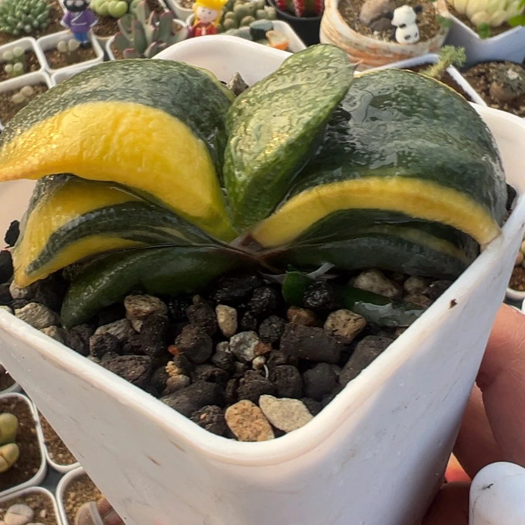 卧牛锦带盆多肉植物