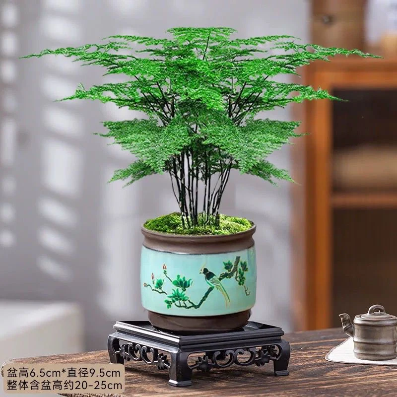 文竹盆栽室内外通用四季常青好养活办公室桌面小绿植