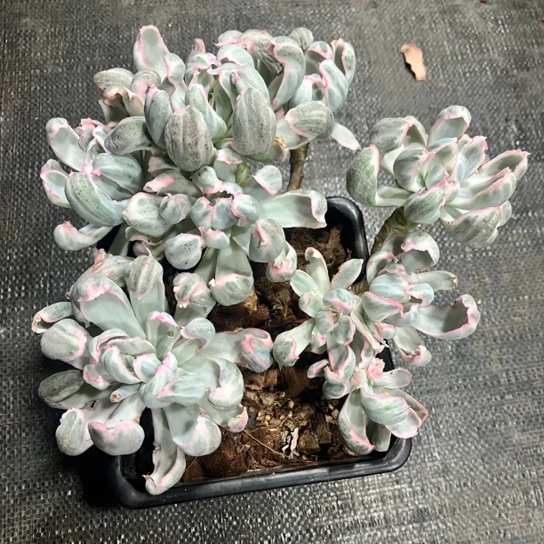 伯克利锦多肉植物