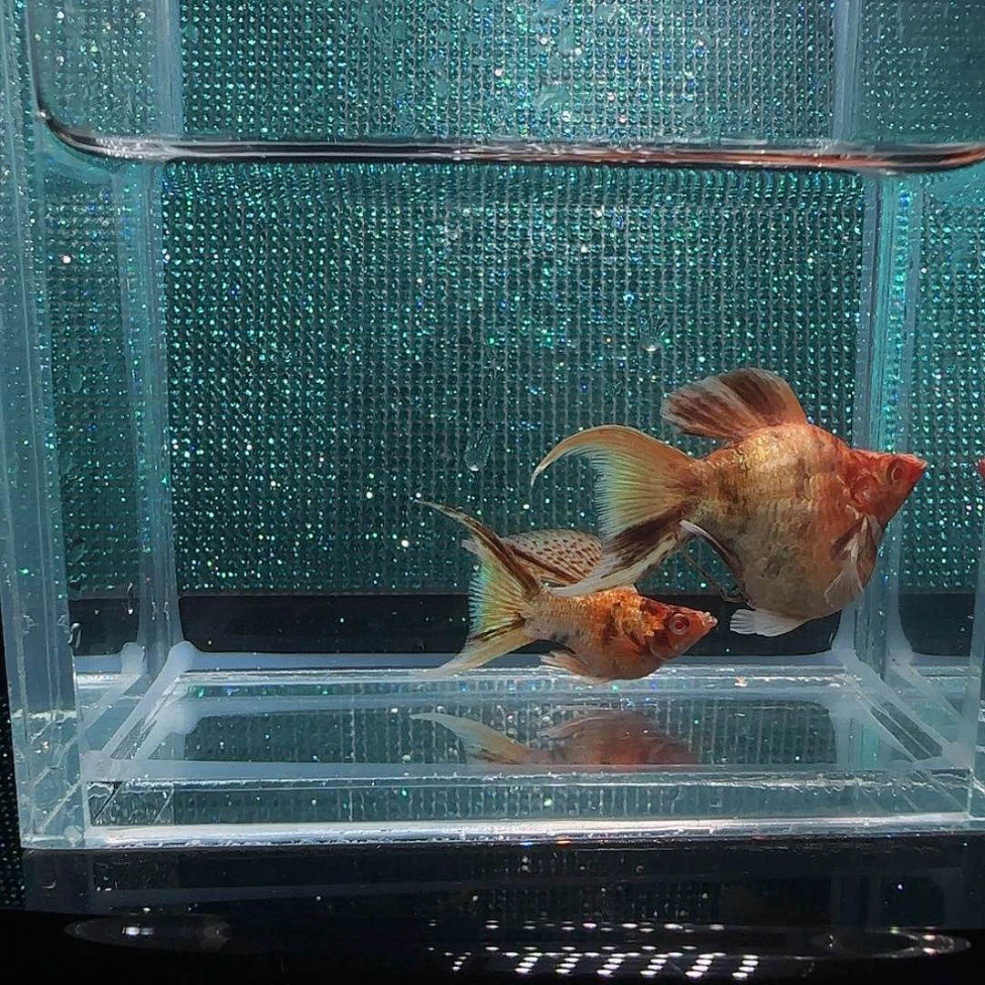 黑玛丽鱼金虎大种鱼