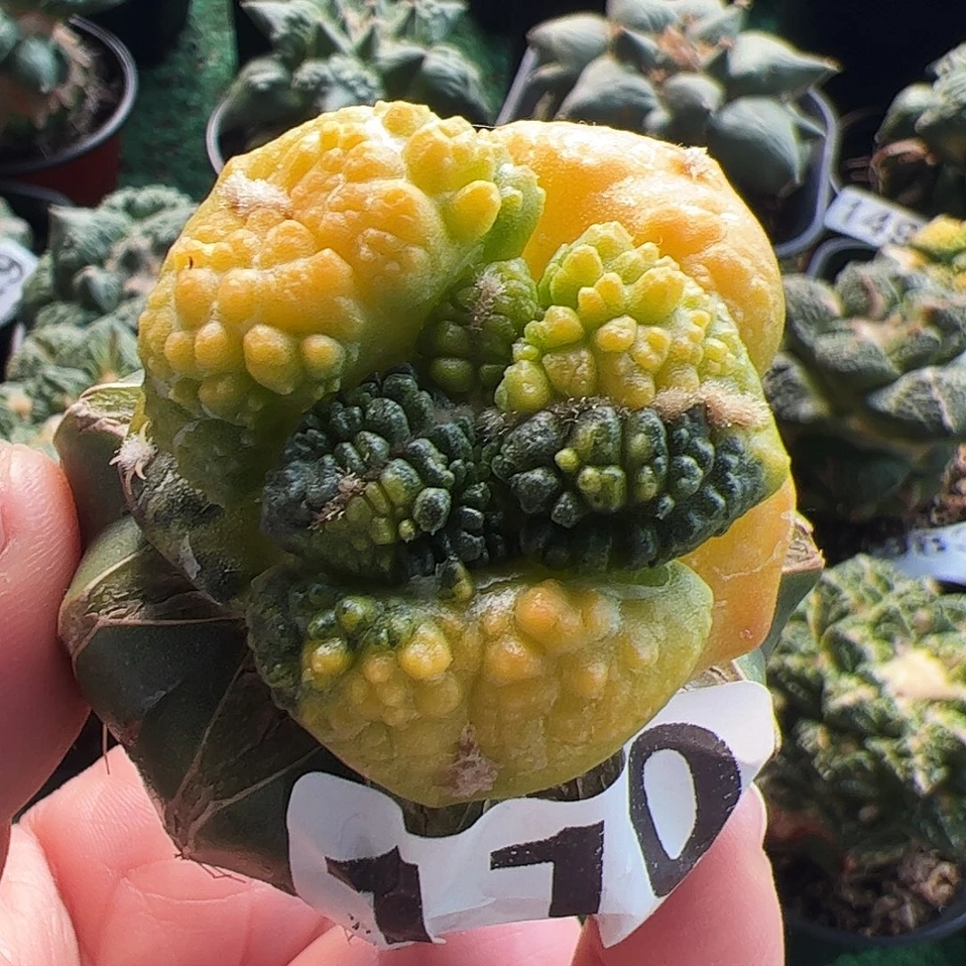 无花朵大尤龟甲牡丹锦110