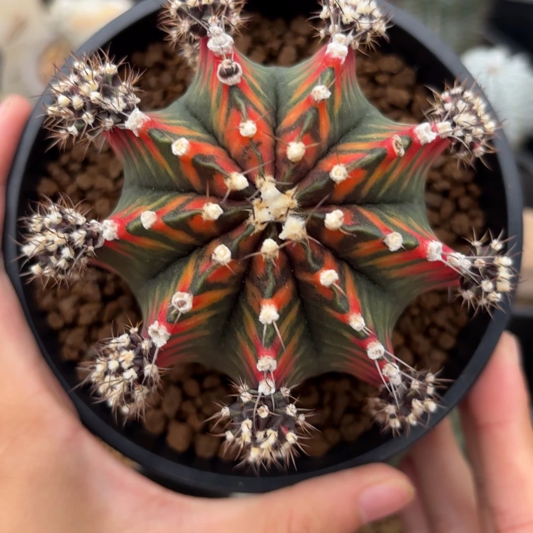 完全开放泰系牡丹火焰锦g