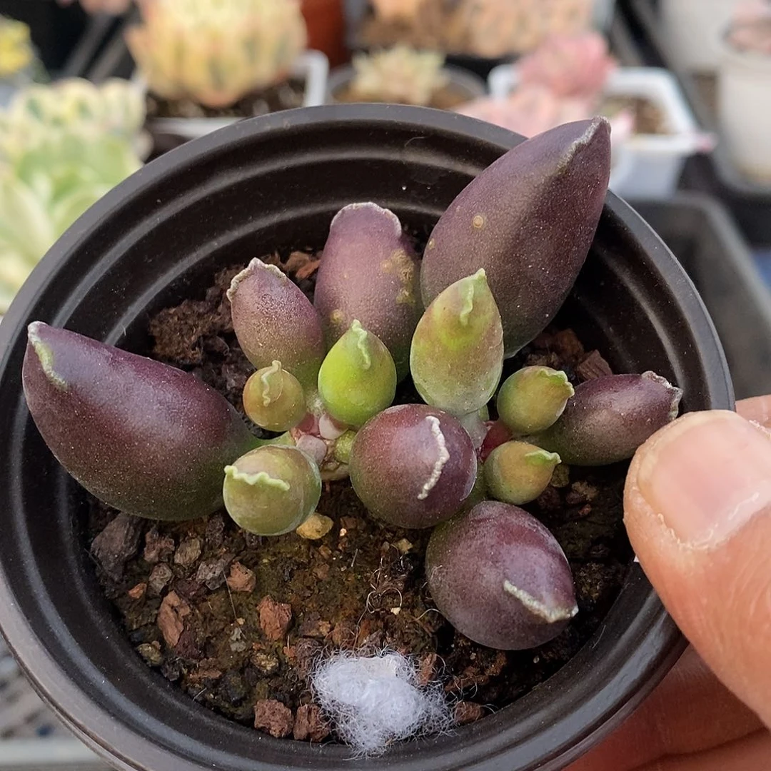 1208 水泡紫海豹多肉