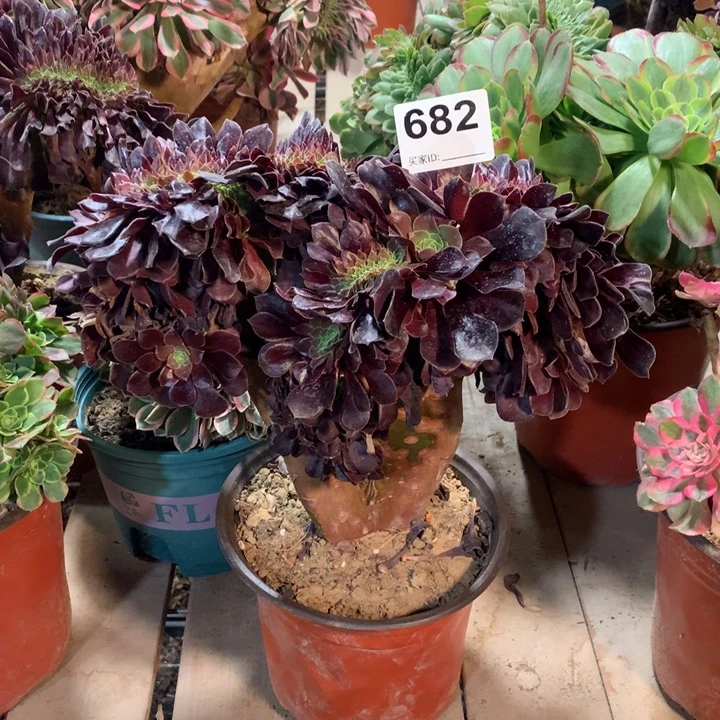 682欧紫缀多肉法师