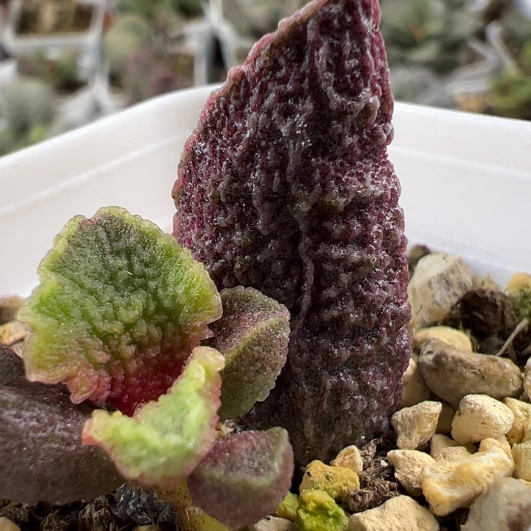 实生新品大苗多肉植物水泡