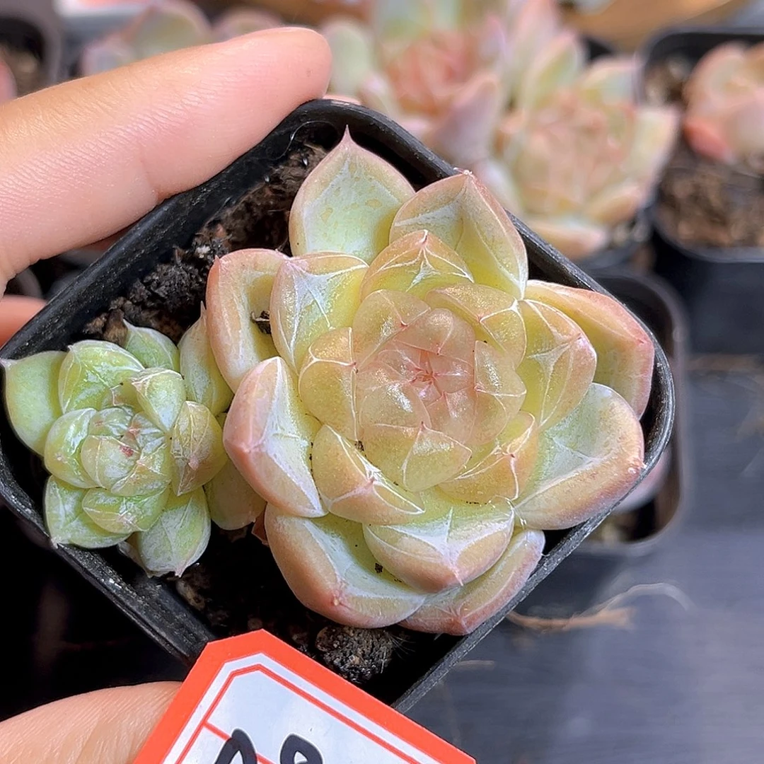 D962 一物一拍 珍妮精选 特别版